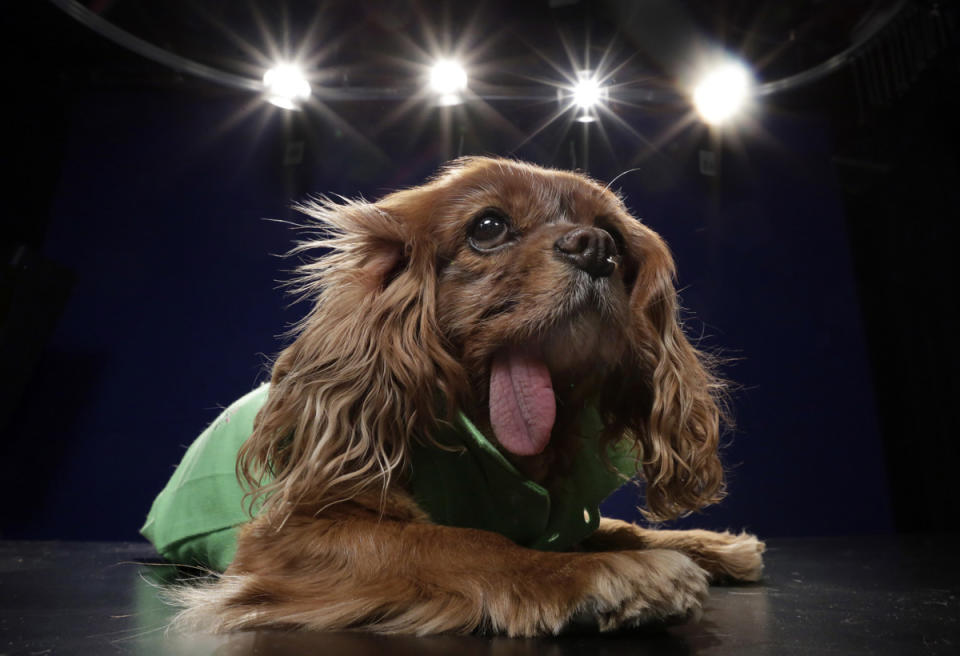 <p>Smaller and flatter-faced than the Cavalier King Charles spaniel (pictured), this breed is now facing extinction (Rex) </p>