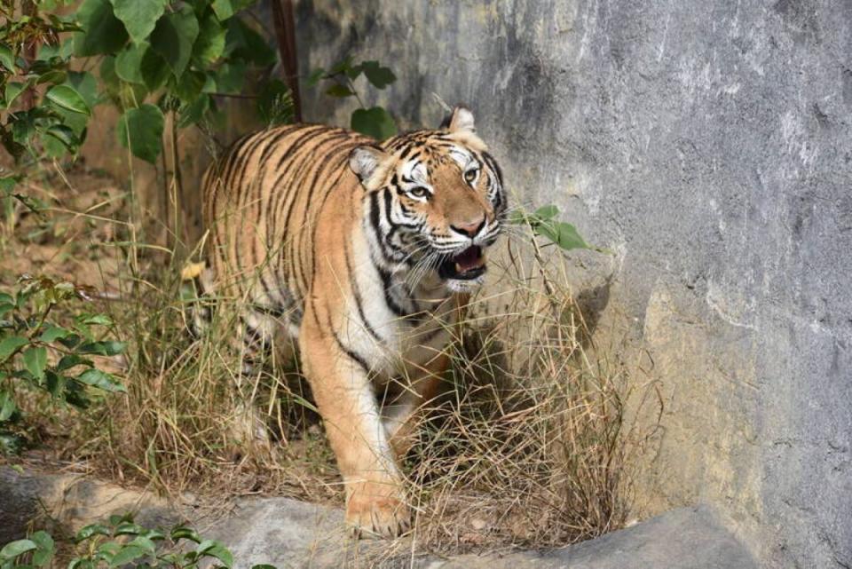 竹市動物園雙胞胎老虎老死後，市府向六福村借展1隻老虎。（圖：市府提供）