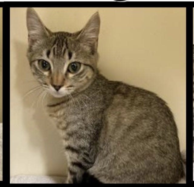 The Animal Service Center of Mesilla Valley has a four-month-old male cat, Tom, that is available for adoption. Information: 575-382-0018.