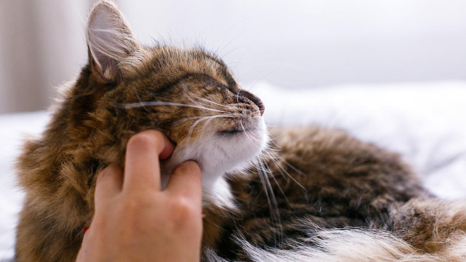 A cat was a mayor for 20 years