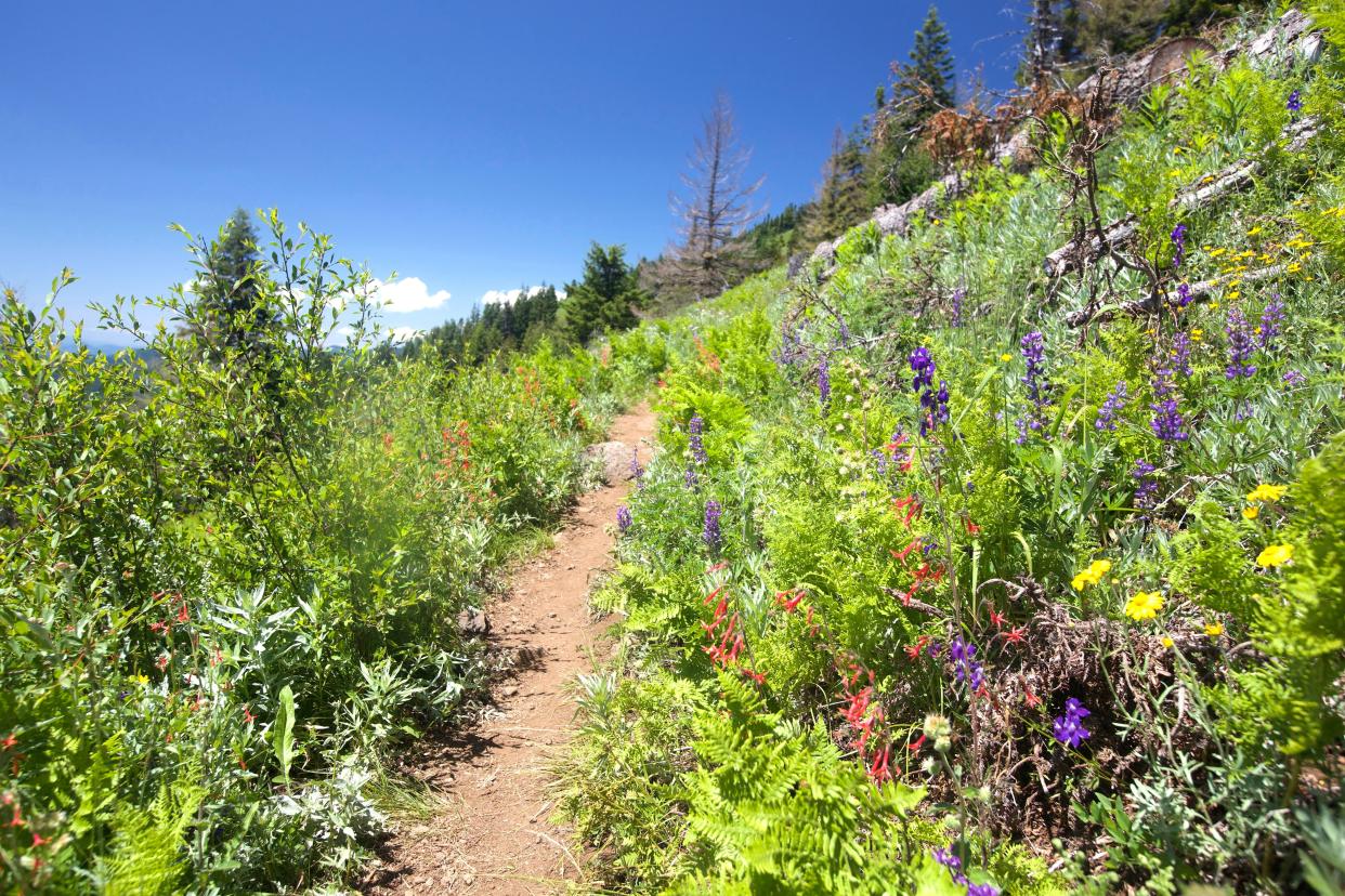 The meadows of Crescent Mountain feature stunning wildflower displays.