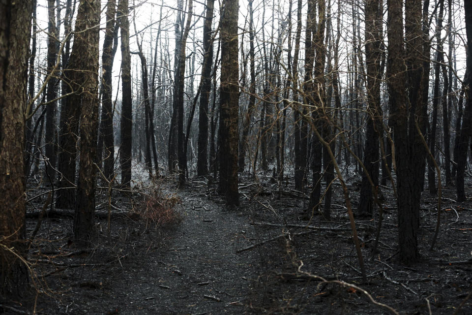 Fire damage from the Spring Hill fire in Woodland Township, N.J., Sunday, March, 31, 2019. Authorities say fire whipped by high winds has spread over thousands of acres of state forest land in the Pinelands of New Jersey. (Ed Murray/NJ Advance Media via AP)