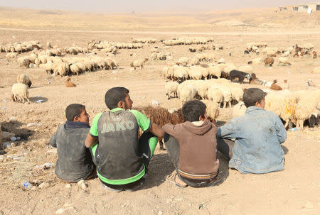 Shepherds are seen in Nawaran north of Mosul during an operation to attack Islamic State militants, Iraq October 26, 2016. REUTERS/Ari Jalal