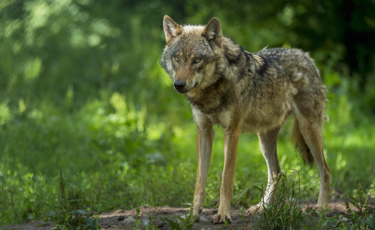  European Gray Wolf, Canis lupus lupus. 