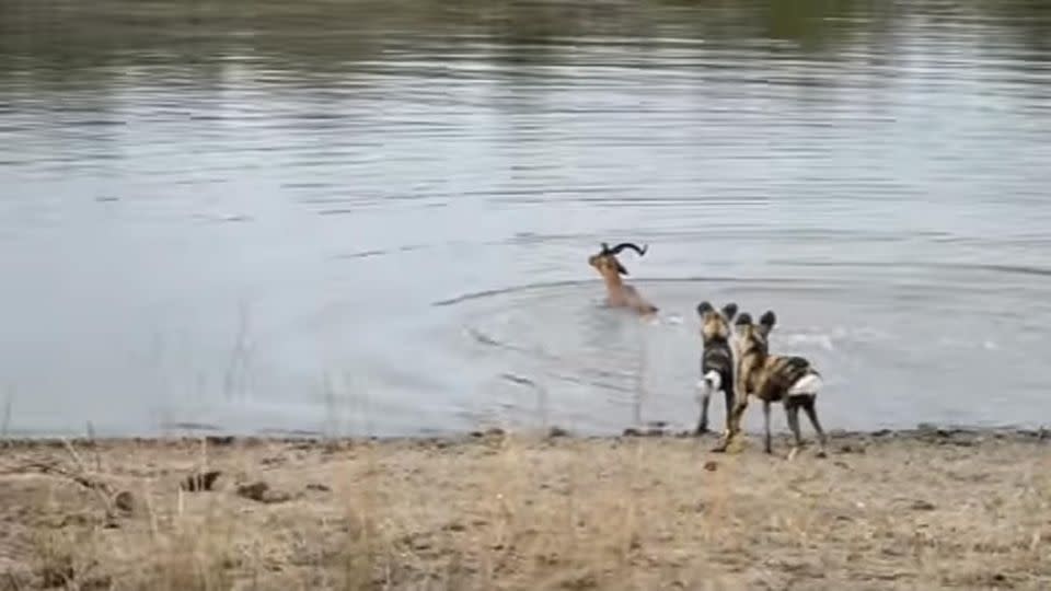 The poor impala didn't know which way to turn. Photo: YouTube