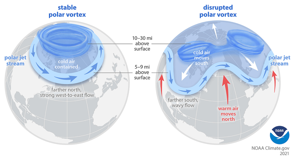 The Arctic polar vortex is a strong band of winds in the stratosphere, 10-30 miles above the surface. When this band of winds, normally ringing the North Pole, weakens, it can split. The polar jet stream can mirror this upheaval, becoming weaker or wavy. At the surface, cold air is pushed southward in some locations. <a href="https://www.climate.gov/news-features/understanding-climate/understanding-arctic-polar-vortex" rel="nofollow noopener" target="_blank" data-ylk="slk:NOAA;elm:context_link;itc:0;sec:content-canvas" class="link ">NOAA</a>