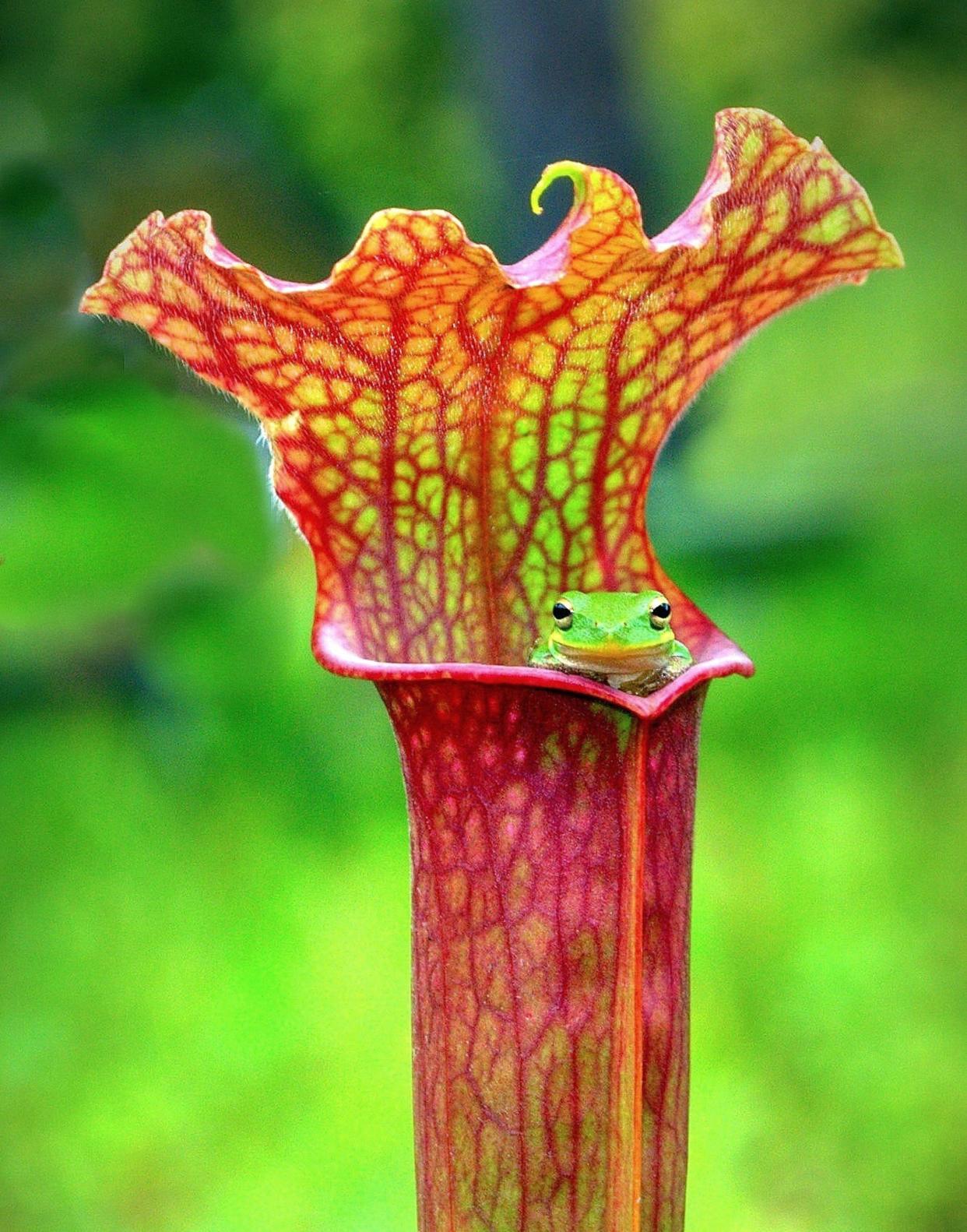 Frog in a Pitcher Plant in Tate's Hell. The Carrabelle History Museum is presenting a special exhibit, "Tate's Hell, the Legend, Tate's Hell, the Place" running from March 16 to April 27, 2024.