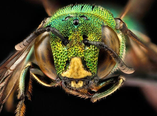 Face view of native bee, Ceratina smaragdula