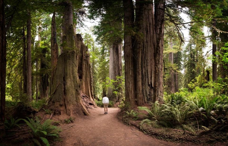 Tourist walking in the Redwood National Park, California via Getty Images