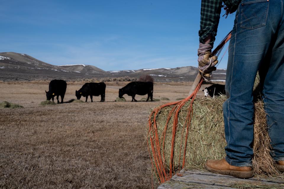 Michael Klaren feeds his range cattle at his ranch in Pinedale, Wyoming, on March 27, 2022. Farms like his face uncertain futures because of water shortage and housing developments. “If we couldn’t ranch this,” he said, “it would be under homes.”