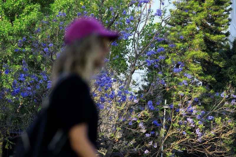 Una mujer pasa junto a un árbol de jacaranda mientras camina por la Plaza de Cibeles en la Ciudad de México, México.