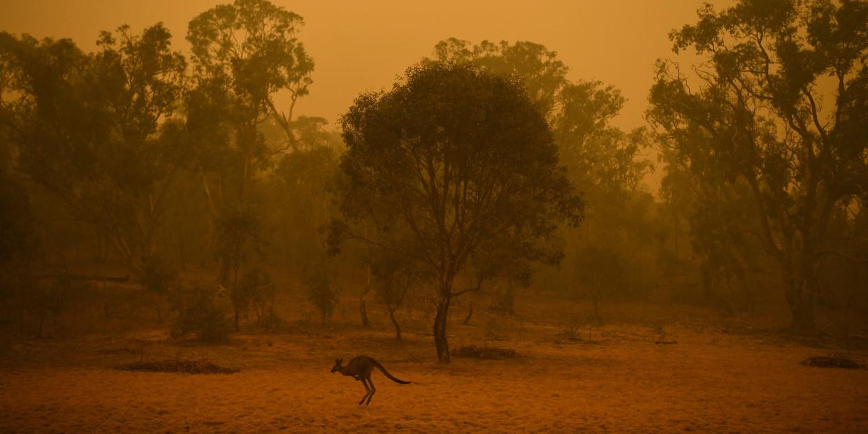 A kangaroo is seen in bushland surrounded by smoke haze early morning in Canberra, Australia, January 5, 2020..JPG