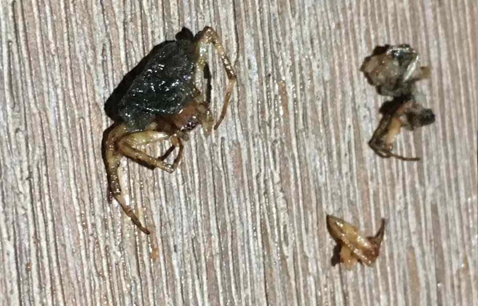 A grossed-out Brisbane boy bit into a chicken thigh from Coles to find he was chewing on a dead spider, his mother claims. Source: Fiona McKinnon/Facebook