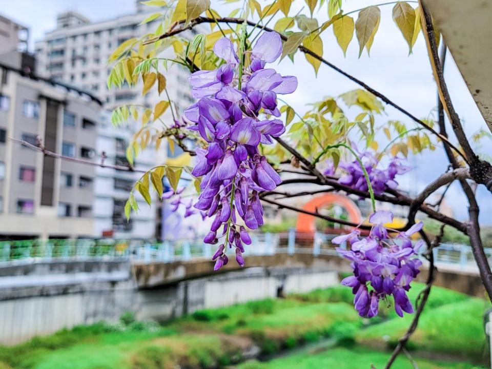 鴨母港溝種植紫藤花近100多株，近期已陸續綻放。（新北市水利局提供）