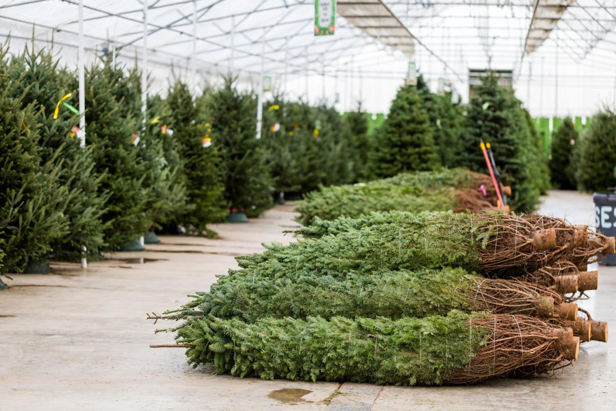 Beautiful fresh cut Christmas trees at Christmas tree farm.