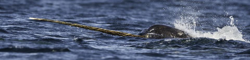 A narwhal in the ocean