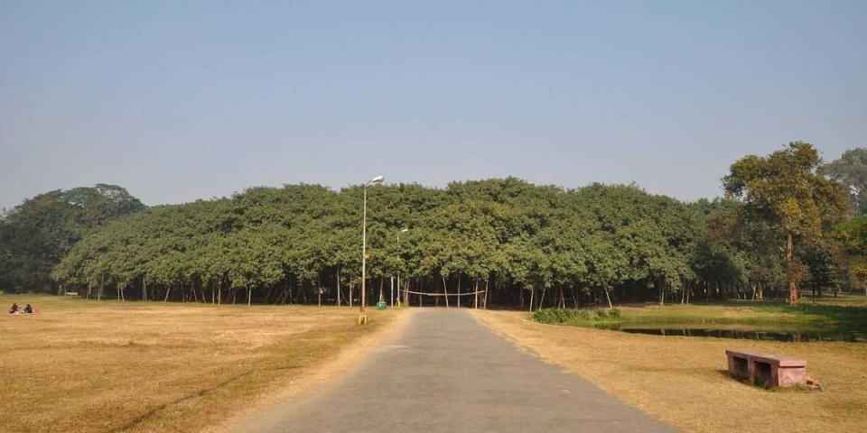 great banyan tree kolkata india