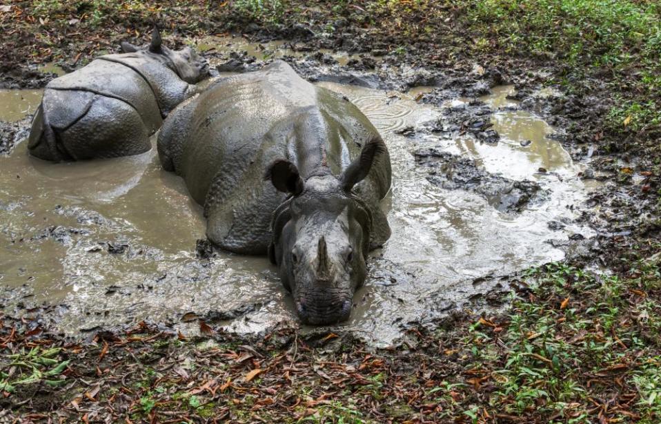 Rhinos wallowing in a muddy pond