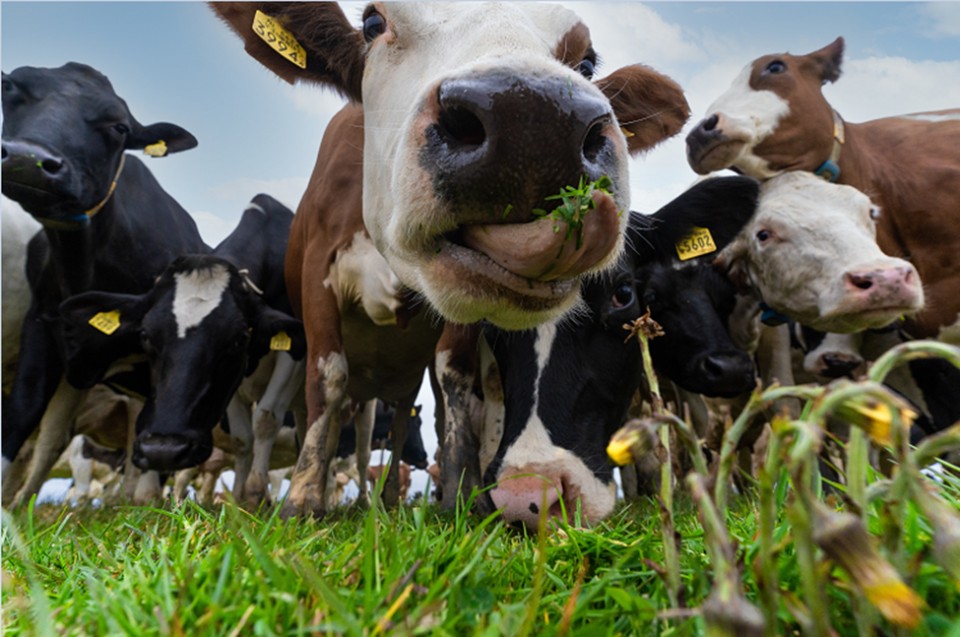Cow burps are a major source of methane emissions.