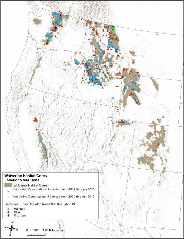 Distribution of wolverines across the northern tier of the United States