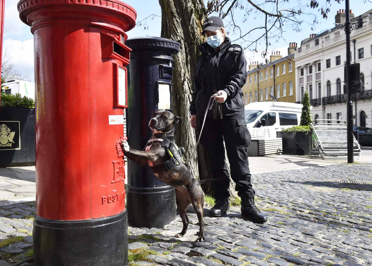 Undated handout photo issued by Thames Valley Police of police dog handler PC Camilla Carter and five-year-old Roxy, an unwanted Staffie which was rescued by RSPCA officers after being abandoned in 2017 and which has now become the only Staffie working as an explosives search dog in the UK helping to protect the royal family and the only type of her breed working in the Hampshire and Thames Valley police dog unit. Issue date: Tuesday June 1, 2021.