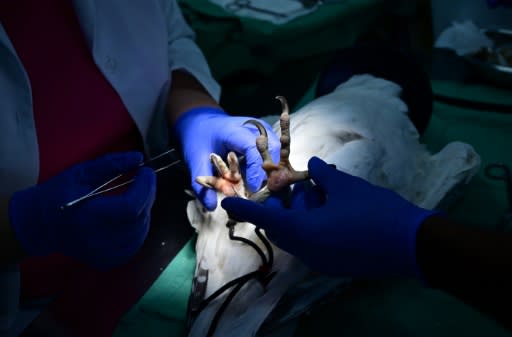 The Abu Dhabi falcon hospital performs complicated avian surgery, and routine talon trimming procedures