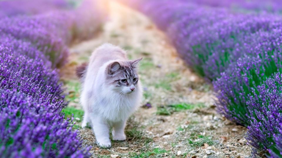 Cat which looks a bit like a Birman in lavender field
