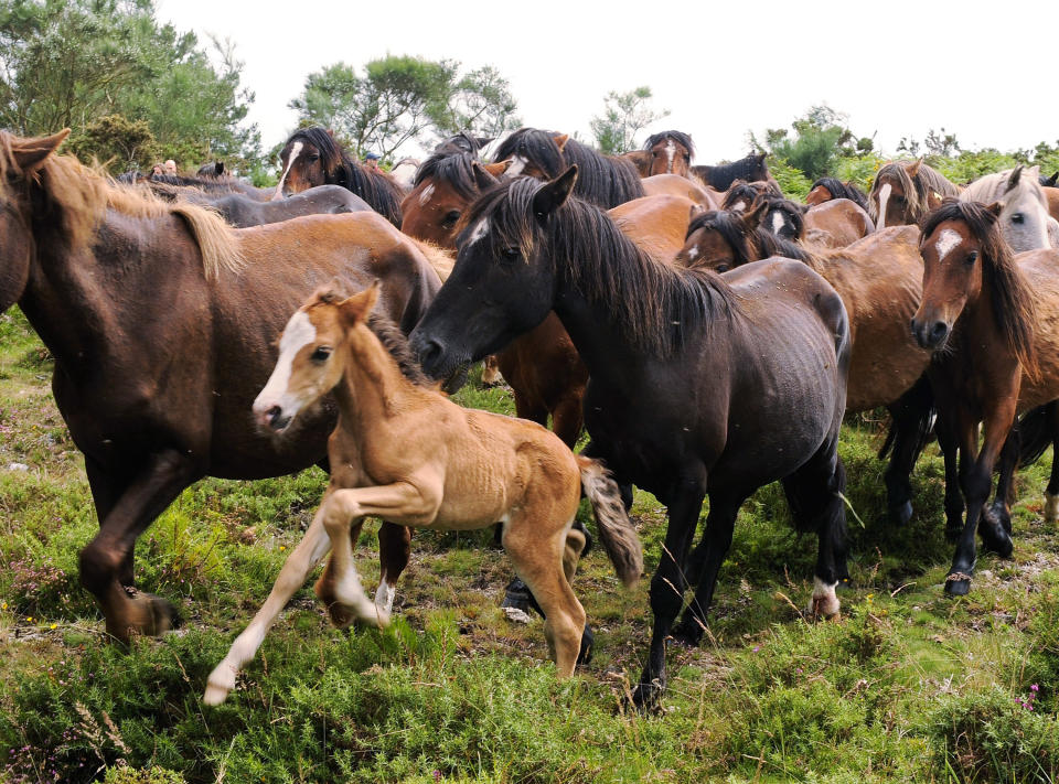 Wild Horses Are Rounded Up For Rapa Das Bestas