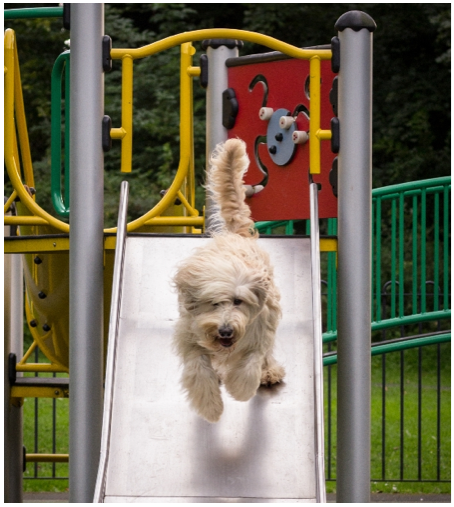 Dog Running Down the Slide