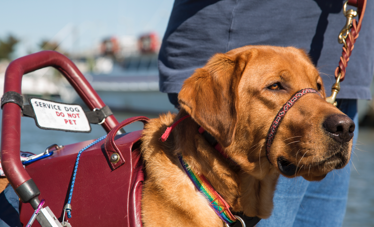 Bill Adams says his Uber driver bailed on him after seeing his service dog. (Photo: David Osberg/Getty Images)