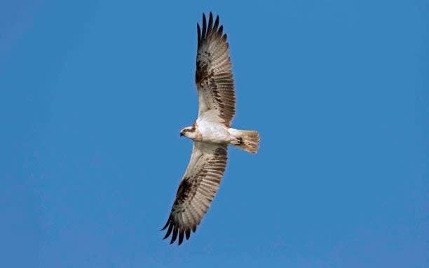 Ospreys were extinct in the UK in the early 20th century but there are now around 300 breeding pairs, mostly in Scotland