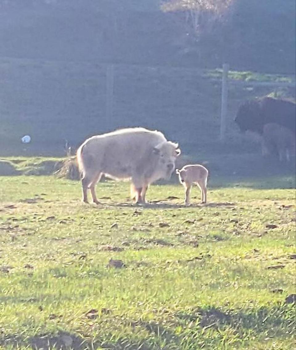 A white bison gave birth to a rare white calf at Bear River State Park in Evanston, Wyoming, a photo shows.