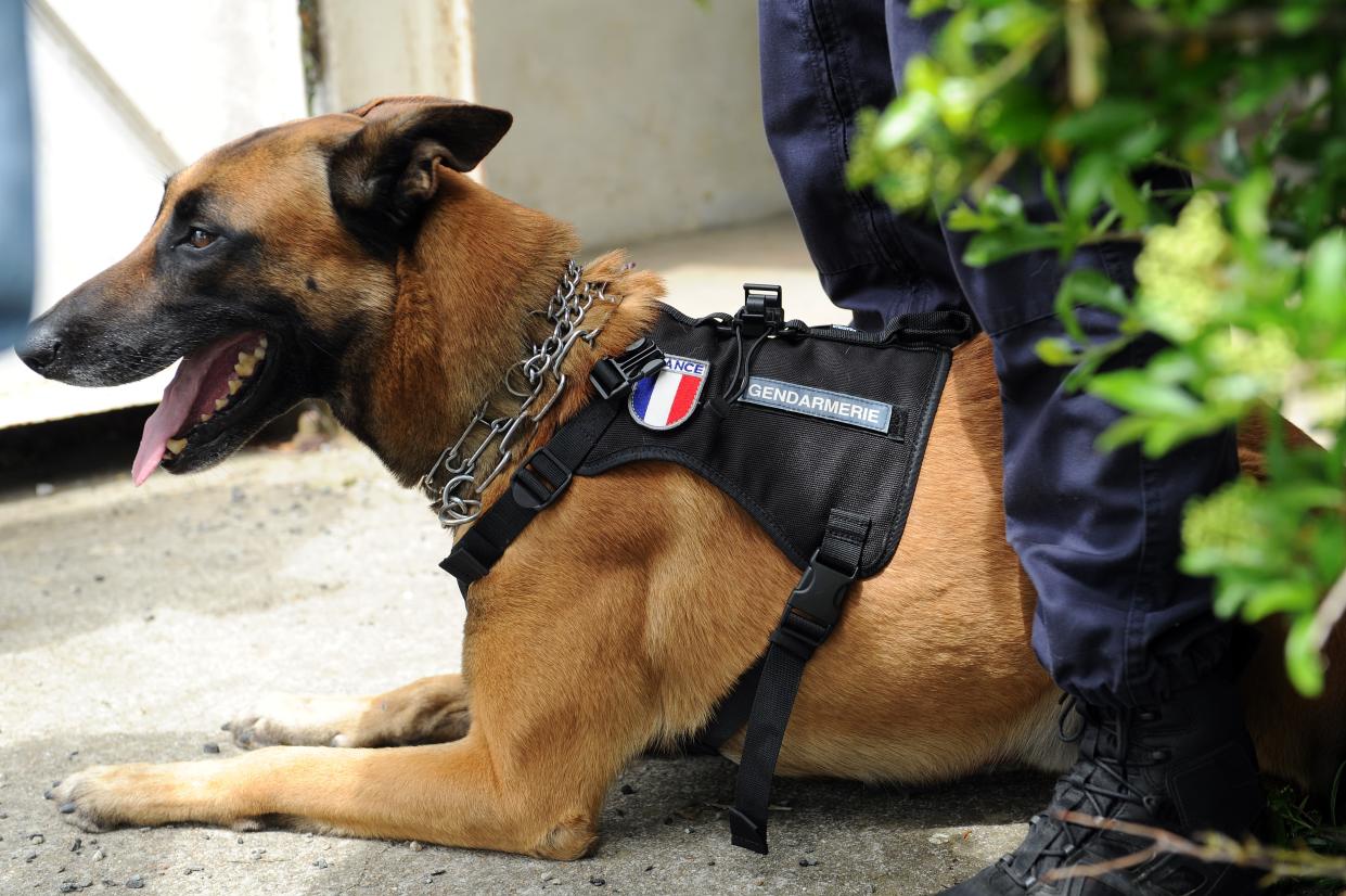 Un chien policier lors d'un exercice au Centre national d'instruction cynophile de la gendarmerie, le 12 mai 2016 à Gramat. (Photo d'illustration) - Remy Gabalda - AFP