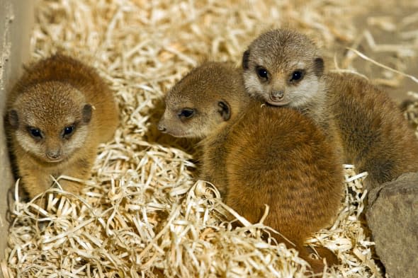 Baby meerkats at Edinburgh Zoo