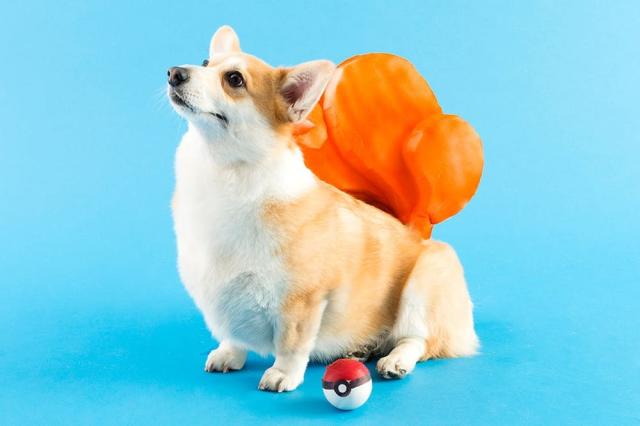 48 Dog Halloween Costume Ideas - Brit + Co - Brit + Co