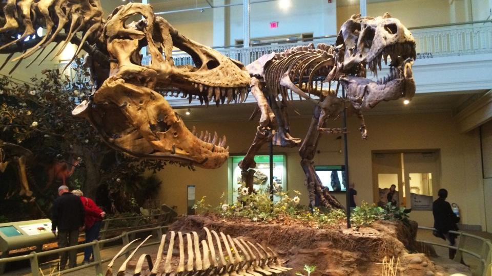 T-Rex at Carnegie Museum of Natural History.