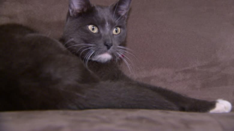 Cat missing for 4 months after condo blaze found alive and well