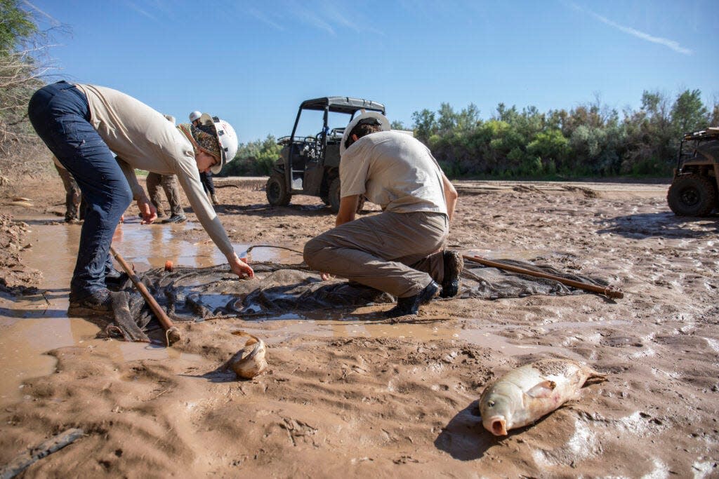 Mallory Boro and Keegan Epping comb through the fine net for any silvery minnows left in the drying ponds of the Rio Grande at San Acacia. Fish litter the riverbed, inhabiting increasingly smaller ponds where the river breaks.