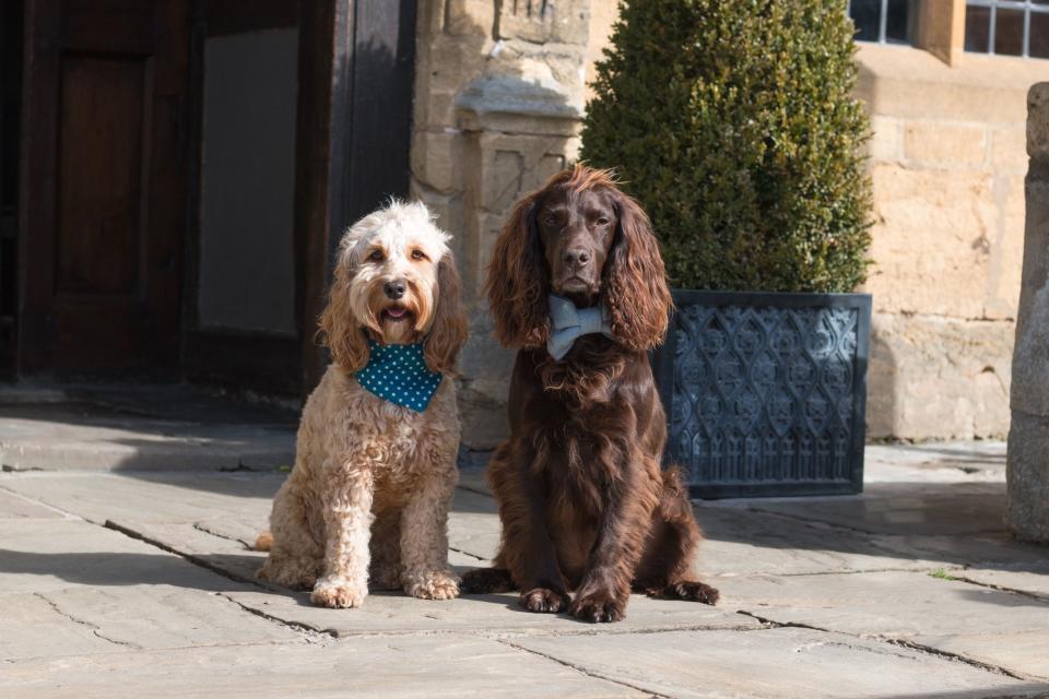 15 of Britain's dog-friendly hotels we love