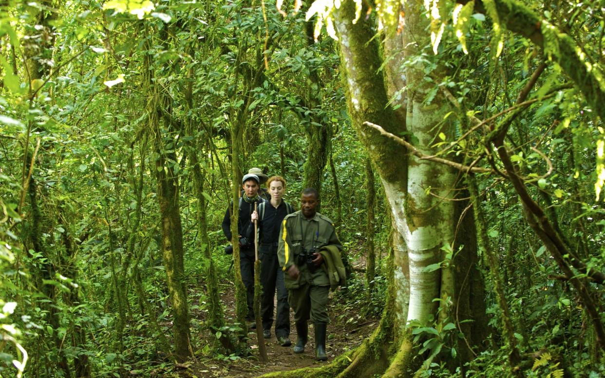 One suspects these hikers were better prepared the rain forest