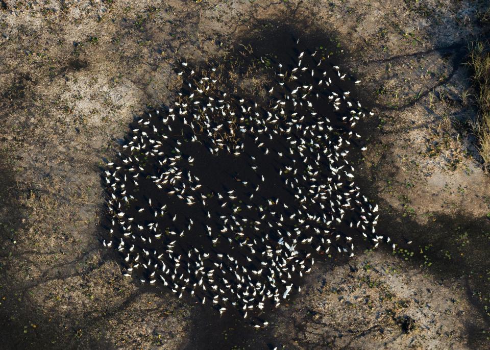 Wading birds feed in a drying pool in the Everglades. Provided by the South Florida Water Management District