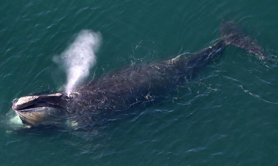 <span>Photograph: Boston Globe/Getty Images</span>