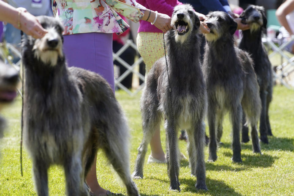 Scottish deerhounds are shown in the ring during the 146th Westminster Kennel Club Dog show, Monday, June 20, 2022, in Tarrytown, N.Y. (AP Photo/Mary Altaffer)