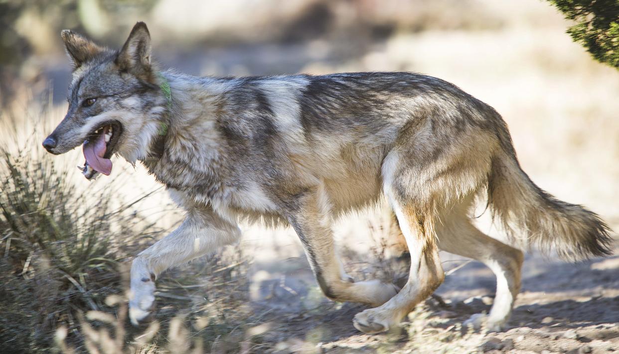 A male Mexican gray wolf tries to elude capture inside an enclosure at Sevilleta National Wildlife Refuge in New Mexico on Nov. 8, 2017. The wolf was to be transported to the Endangered Wolf Center in Eureka, Missouri, for breeding purposes.