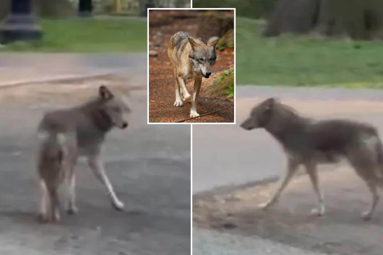 central park coyote