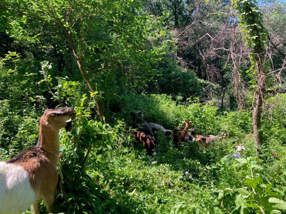 Goats in June 2022 at Riverside Park in New York. The goats were sent to the park to eat weeds and invasive species. It's their third year completing the program.