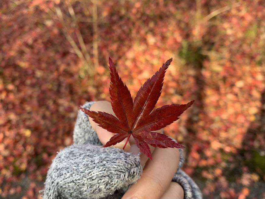 日本愛媛｜久万高原ふるさと旅行村