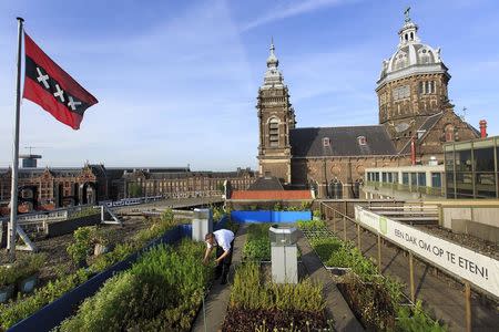 Chris Naylor, head chef at Michelin-starred Restaurant Vermeer, picks his rooftop grown herbs in Amsterdam, the Netherlands, May 27, 2015. REUTERS/Michael Kooren