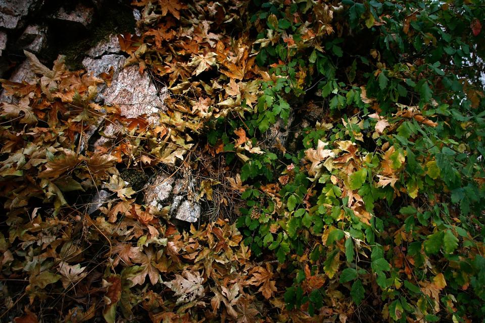 Dried leaves fall among green poison oak as fall-like colors appear in the San Gabriel Mountains.
