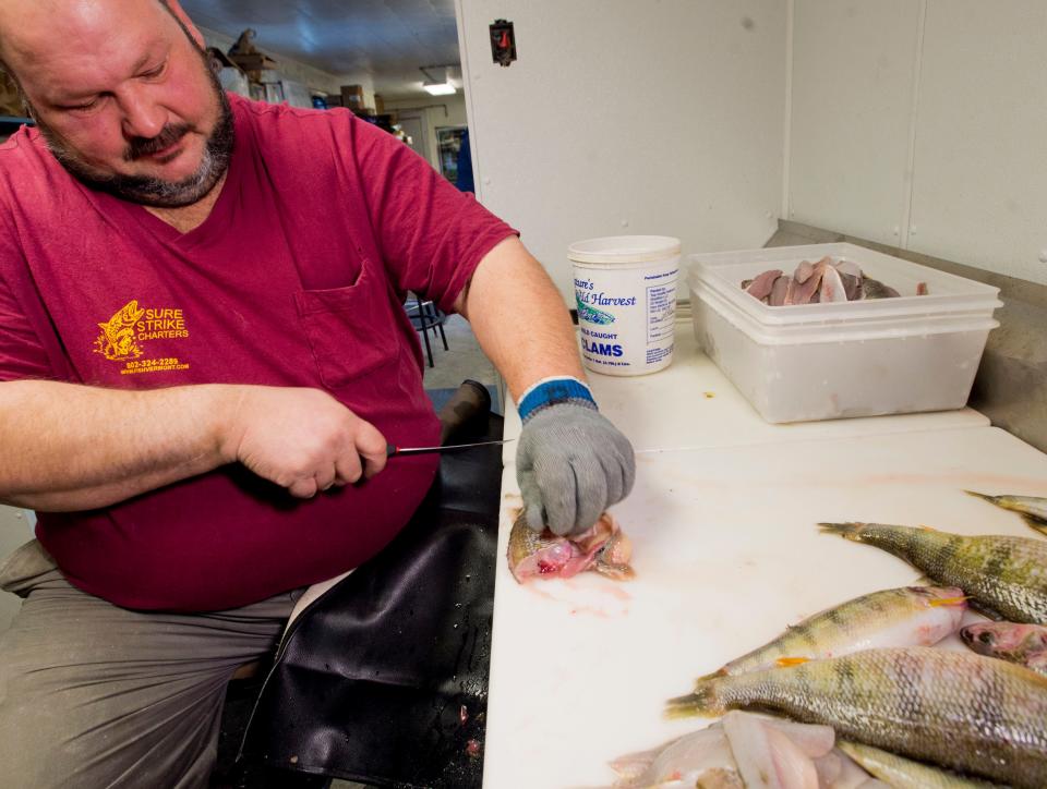 Paul Dunkling fillets yellow perch, processing a sizable haul brought in from the waters of Lake Champlain to Ray's Seafood in Burlington in 2015.